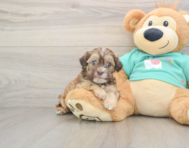 8 week old Shih Poo Puppy For Sale - Florida Fur Babies