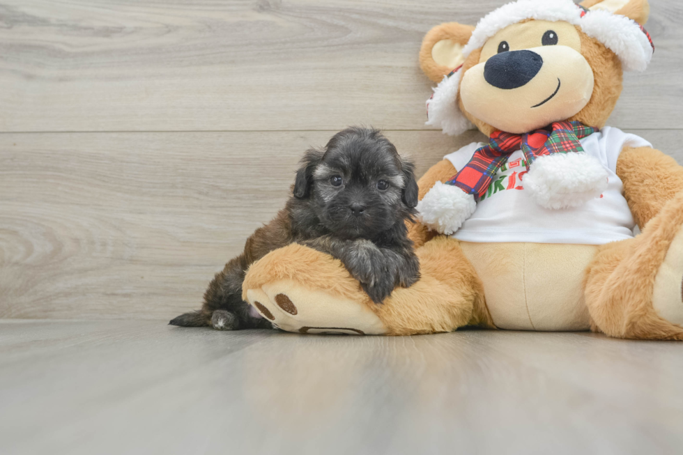 Small Shih Poo Baby