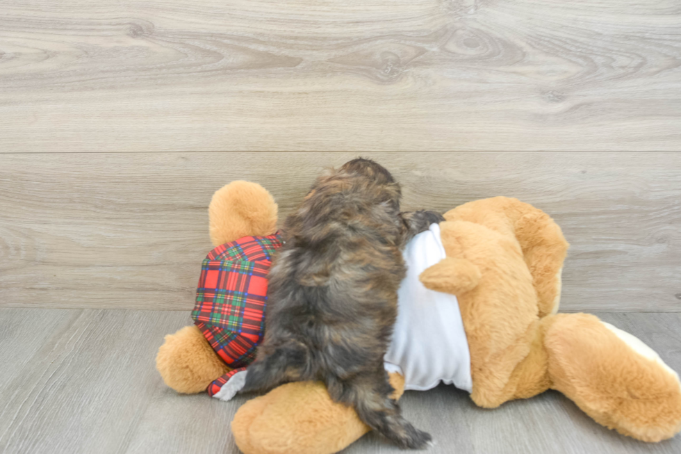 Playful Shih Poo Poodle Mix Puppy