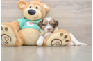 Little Shih Poo Poodle Mix Puppy