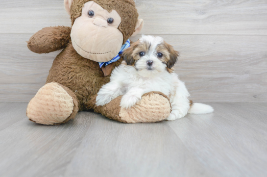 32 week old Shih Poo Puppy For Sale - Florida Fur Babies