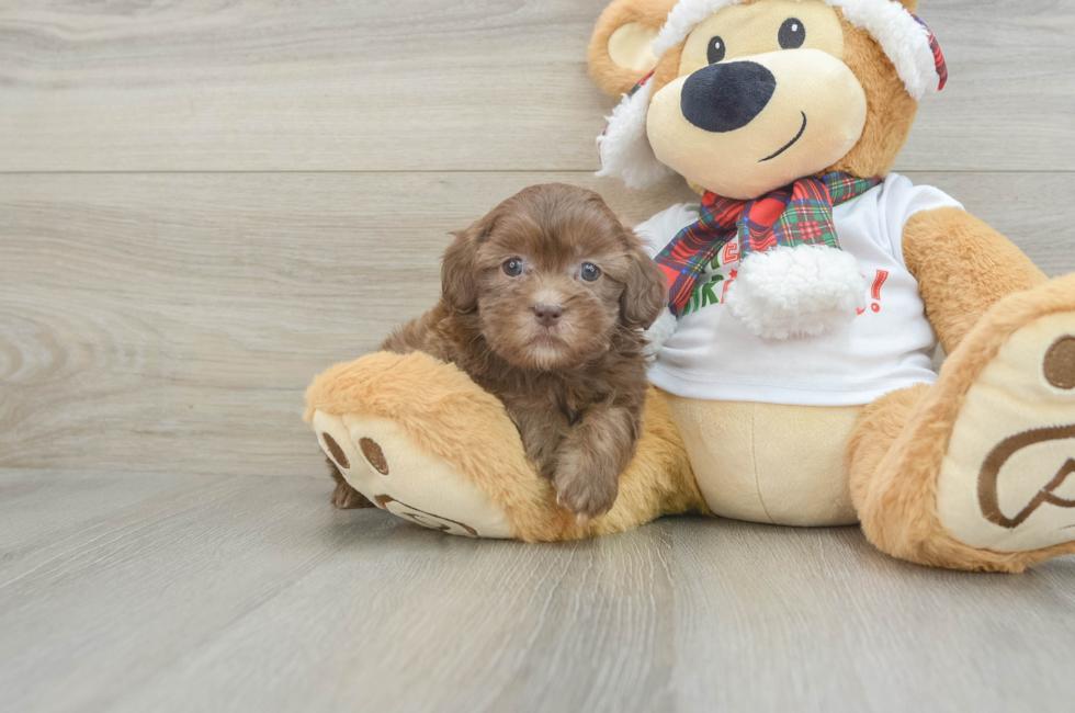 5 week old Shih Poo Puppy For Sale - Florida Fur Babies