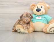 7 week old Shih Poo Puppy For Sale - Florida Fur Babies