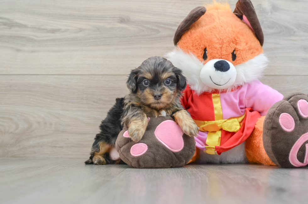 5 week old Shih Poo Puppy For Sale - Florida Fur Babies