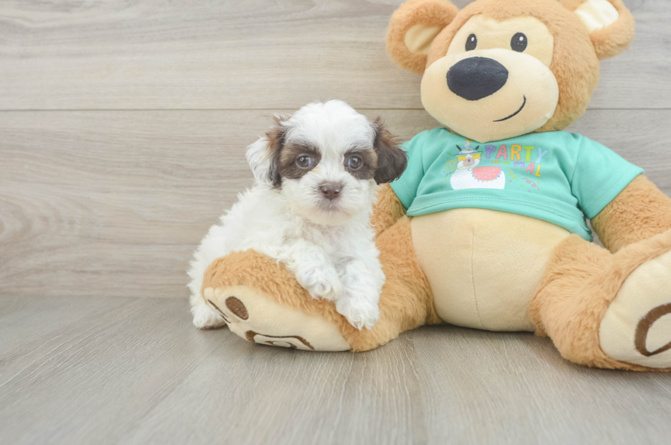 5 week old Shih Poo Puppy For Sale - Florida Fur Babies