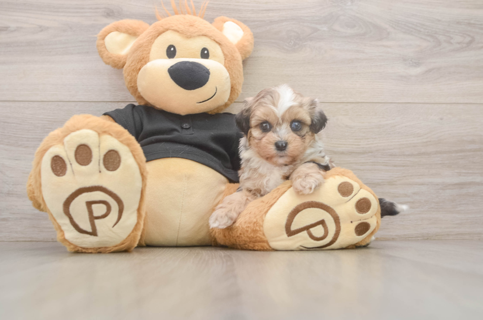5 week old Shih Poo Puppy For Sale - Florida Fur Babies