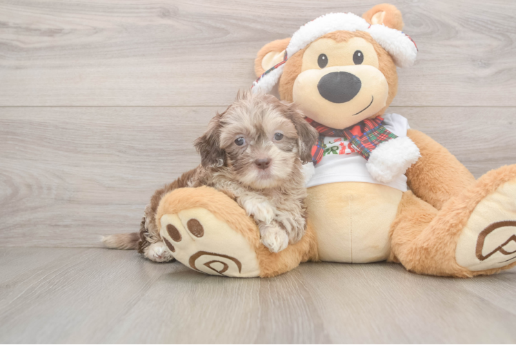Best Shih Poo Baby