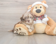 6 week old Shih Poo Puppy For Sale - Florida Fur Babies