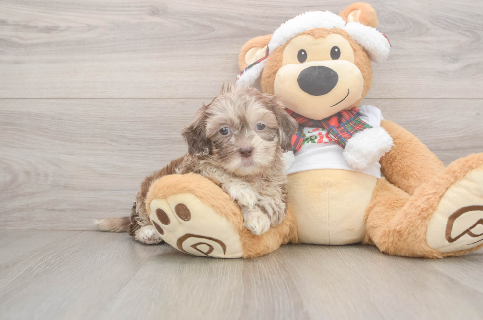 5 week old Shih Poo Puppy For Sale - Florida Fur Babies