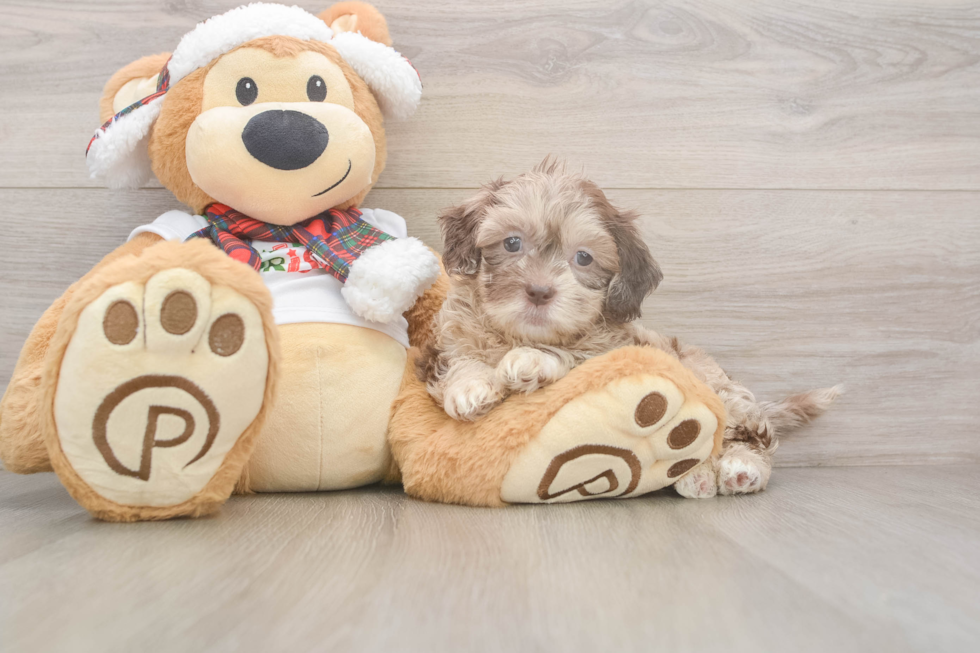 Hypoallergenic Shih Poo Poodle Mix Puppy