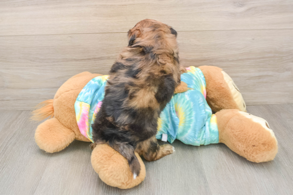 Best Shih Poo Baby