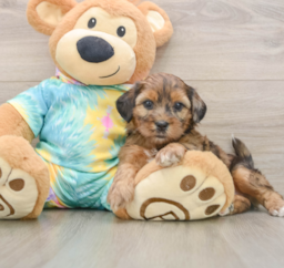 5 week old Shih Poo Puppy For Sale - Florida Fur Babies
