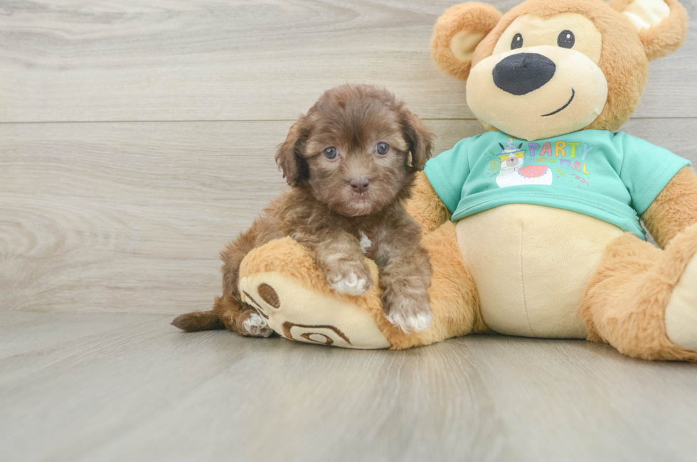 5 week old Shih Poo Puppy For Sale - Florida Fur Babies