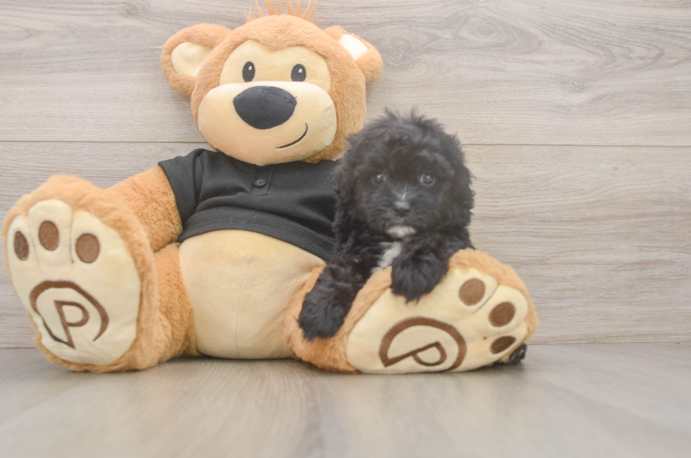 5 week old Shih Poo Puppy For Sale - Florida Fur Babies