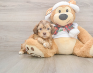 5 week old Shih Poo Puppy For Sale - Florida Fur Babies