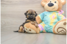 Shih Poo Pup Being Cute