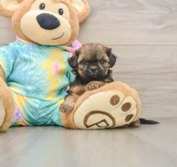 5 week old Shih Poo Puppy For Sale - Florida Fur Babies