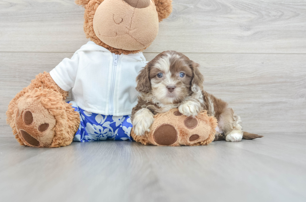 6 week old Shih Poo Puppy For Sale - Florida Fur Babies