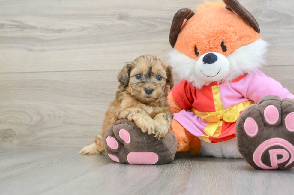 5 week old Shih Poo Puppy For Sale - Florida Fur Babies