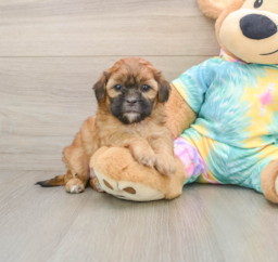 5 week old Shih Poo Puppy For Sale - Florida Fur Babies