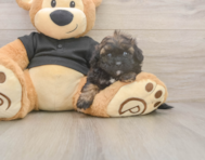 6 week old Shih Poo Puppy For Sale - Florida Fur Babies