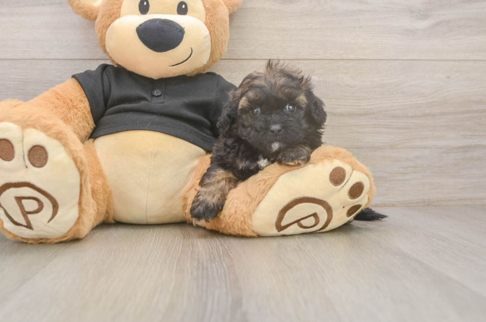 5 week old Shih Poo Puppy For Sale - Florida Fur Babies