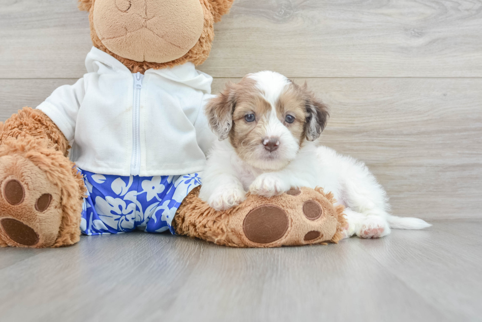 Best Shih Poo Baby