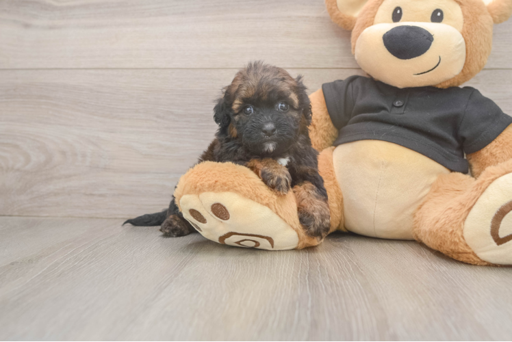 Shih Poo Puppy for Adoption
