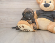 6 week old Shih Poo Puppy For Sale - Florida Fur Babies