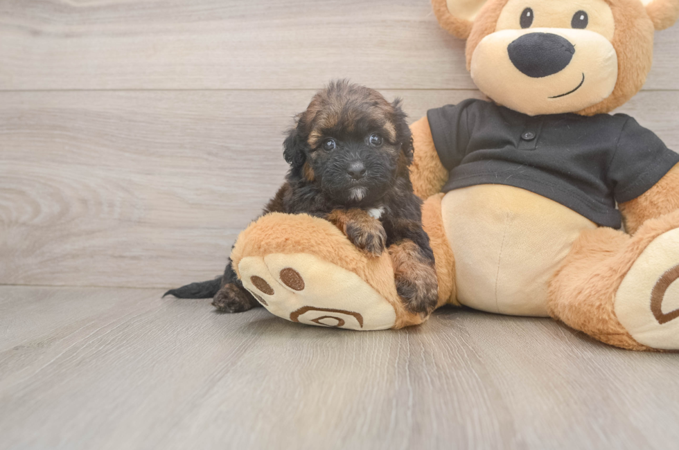 5 week old Shih Poo Puppy For Sale - Florida Fur Babies