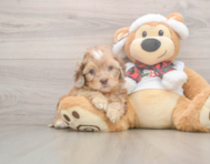 6 week old Shih Poo Puppy For Sale - Florida Fur Babies