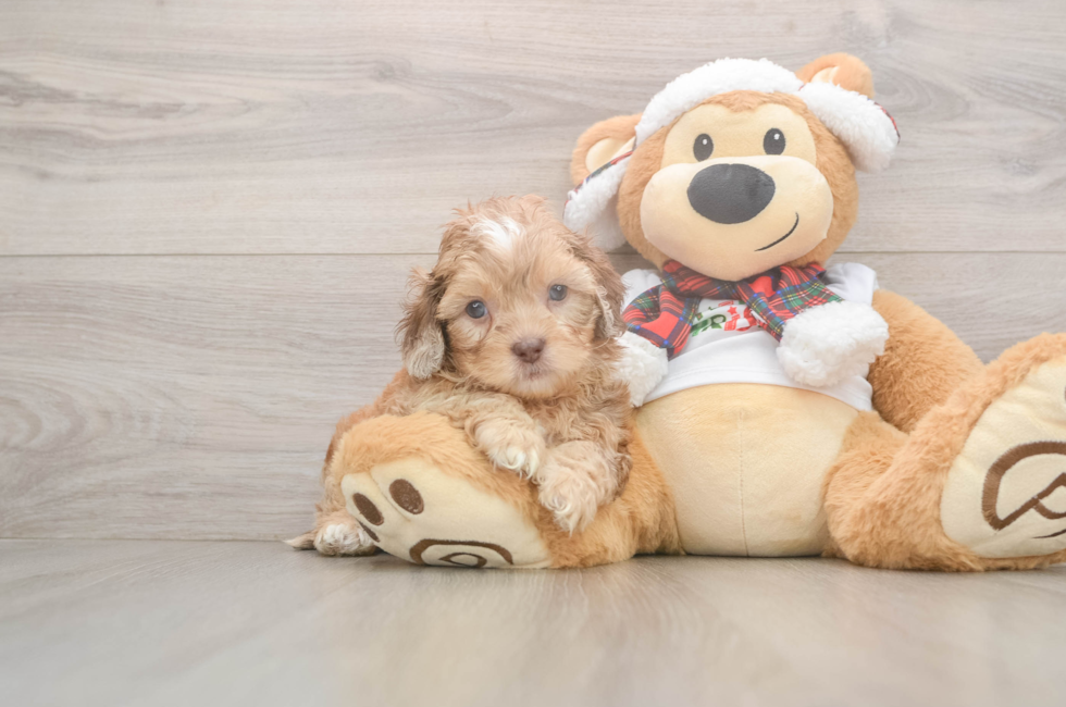 5 week old Shih Poo Puppy For Sale - Florida Fur Babies