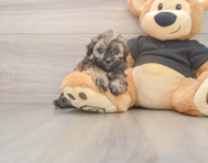 7 week old Shih Poo Puppy For Sale - Florida Fur Babies