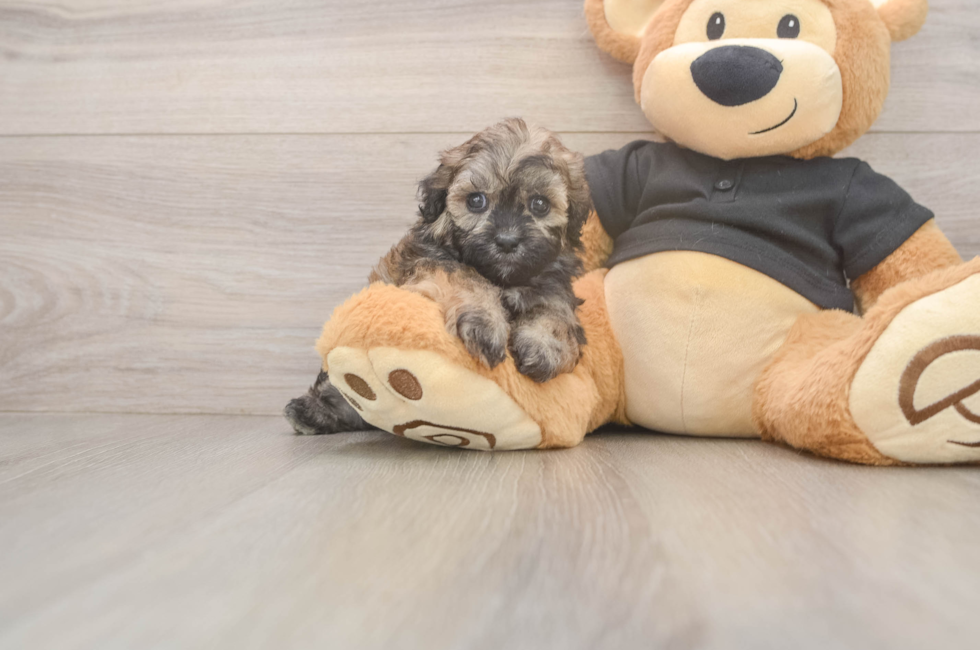 5 week old Shih Poo Puppy For Sale - Florida Fur Babies