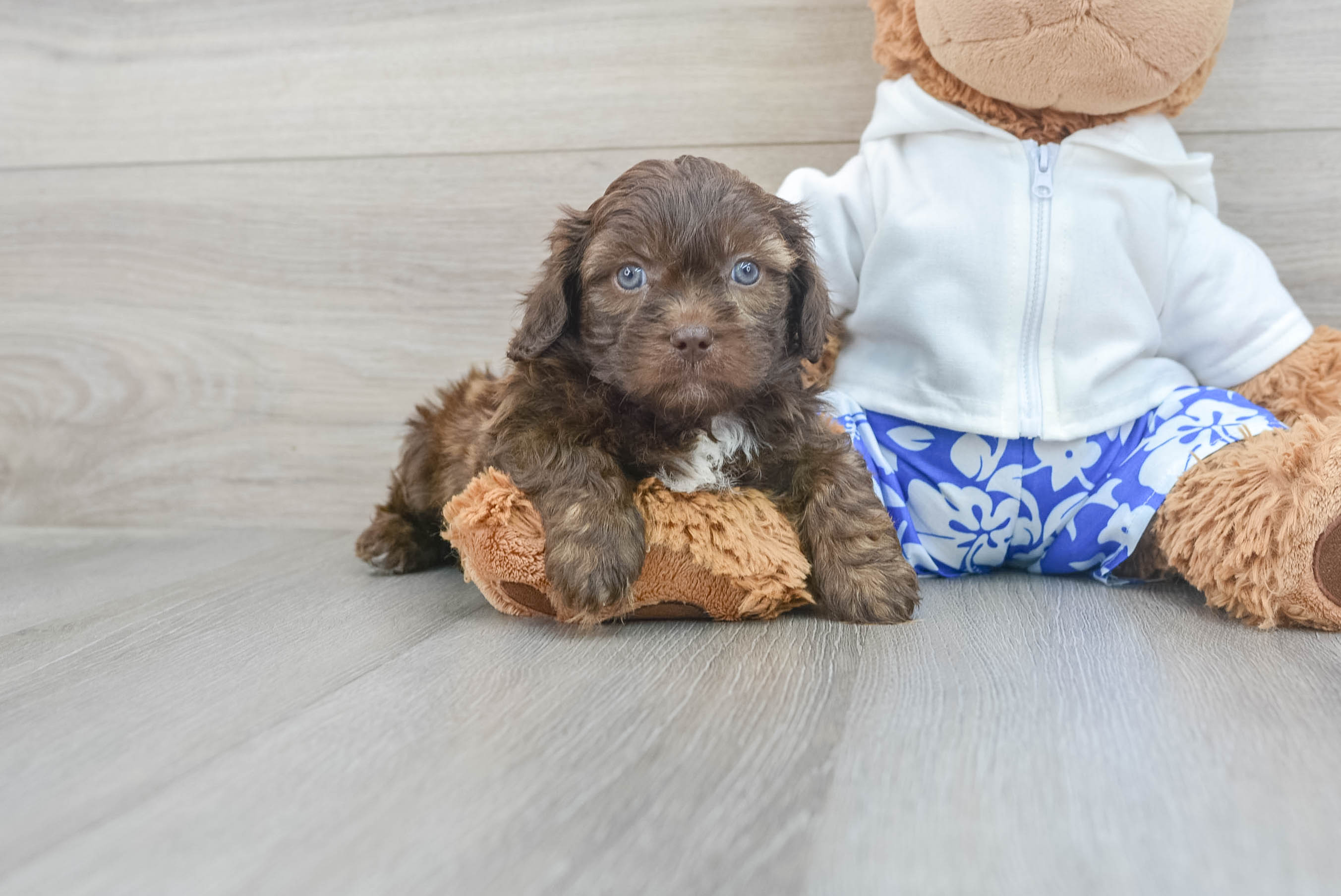 Adorable Shihpoo Poodle Mix Puppy