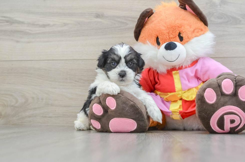 5 week old Shih Poo Puppy For Sale - Florida Fur Babies