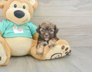 6 week old Shih Poo Puppy For Sale - Florida Fur Babies
