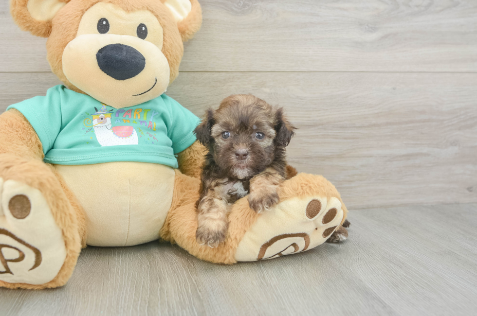 5 week old Shih Poo Puppy For Sale - Florida Fur Babies