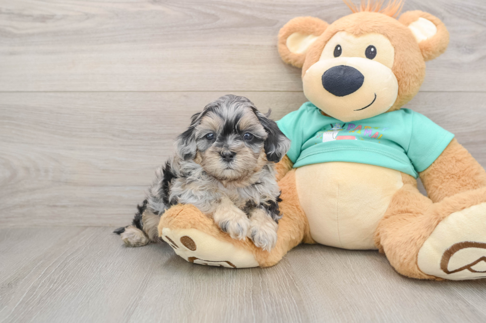 Funny Shih Poo Poodle Mix Pup
