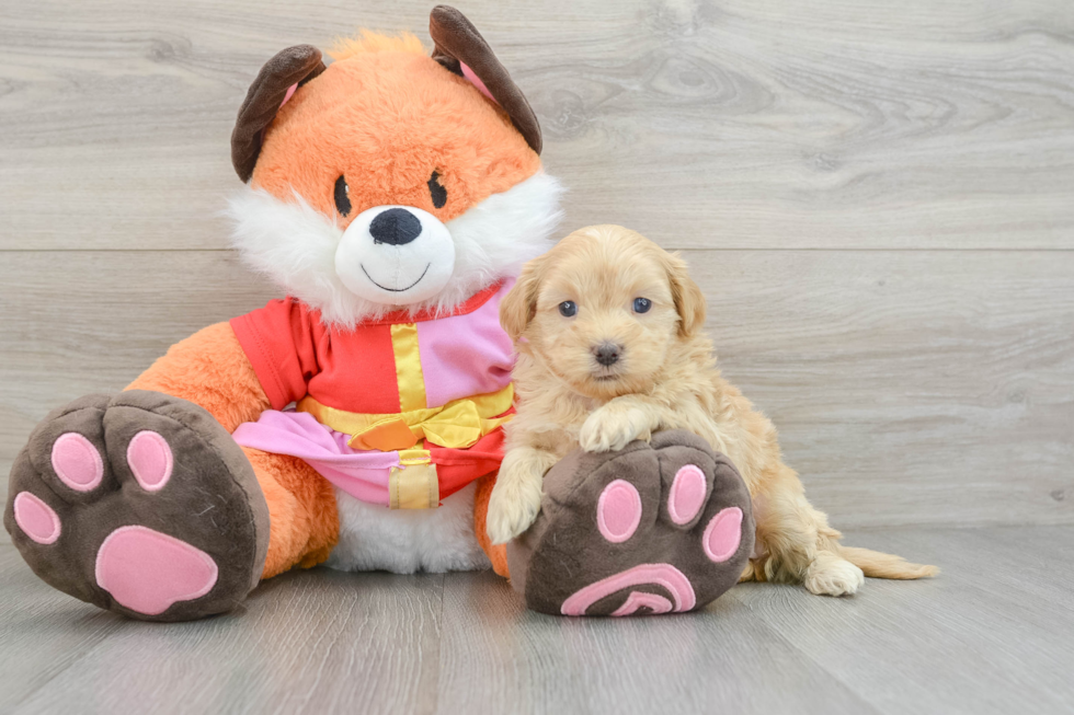 Shih Poo Pup Being Cute