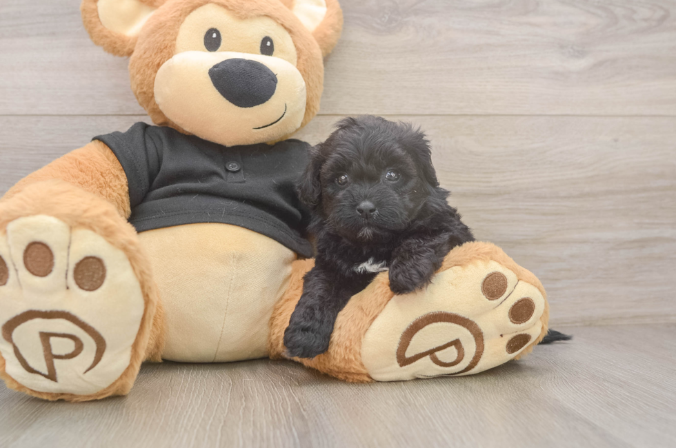 5 week old Shih Poo Puppy For Sale - Florida Fur Babies