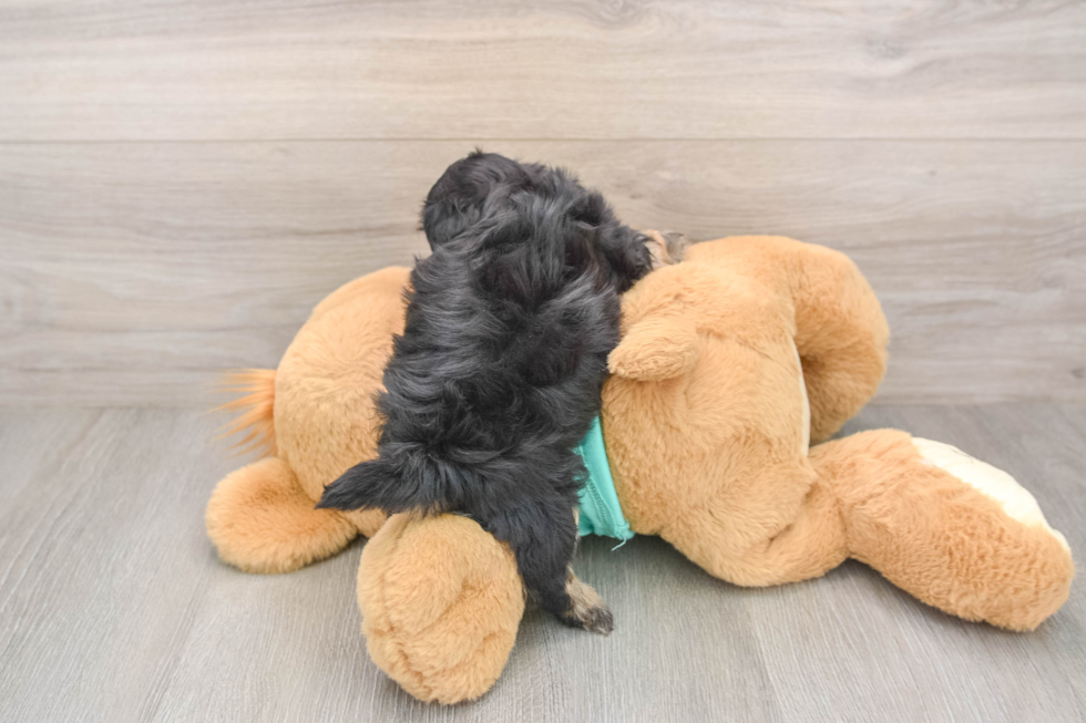 Hypoallergenic Shih Poo Poodle Mix Puppy
