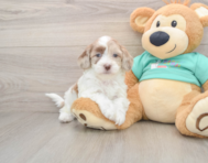 7 week old Shih Poo Puppy For Sale - Florida Fur Babies