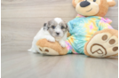 Shih Poo Pup Being Cute