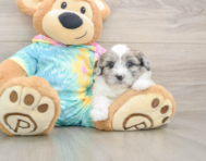8 week old Shih Poo Puppy For Sale - Florida Fur Babies