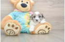 Shih Poo Pup Being Cute