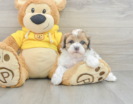 5 week old Shih Poo Puppy For Sale - Florida Fur Babies