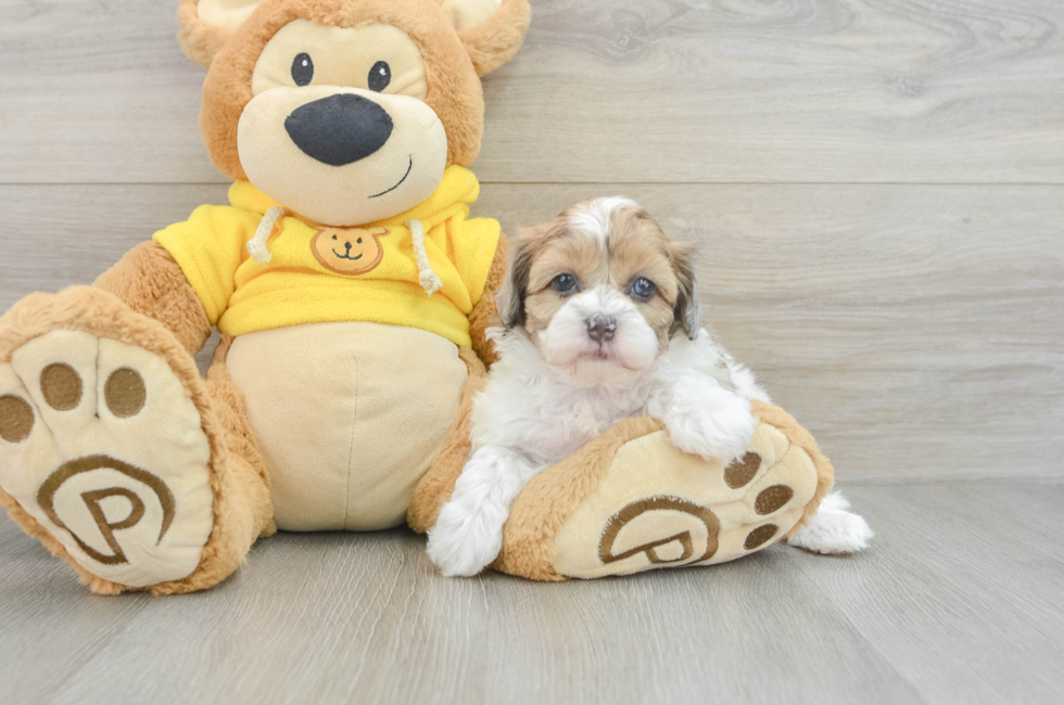 6 week old Shih Poo Puppy For Sale - Florida Fur Babies