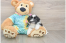 Shih Poo Pup Being Cute