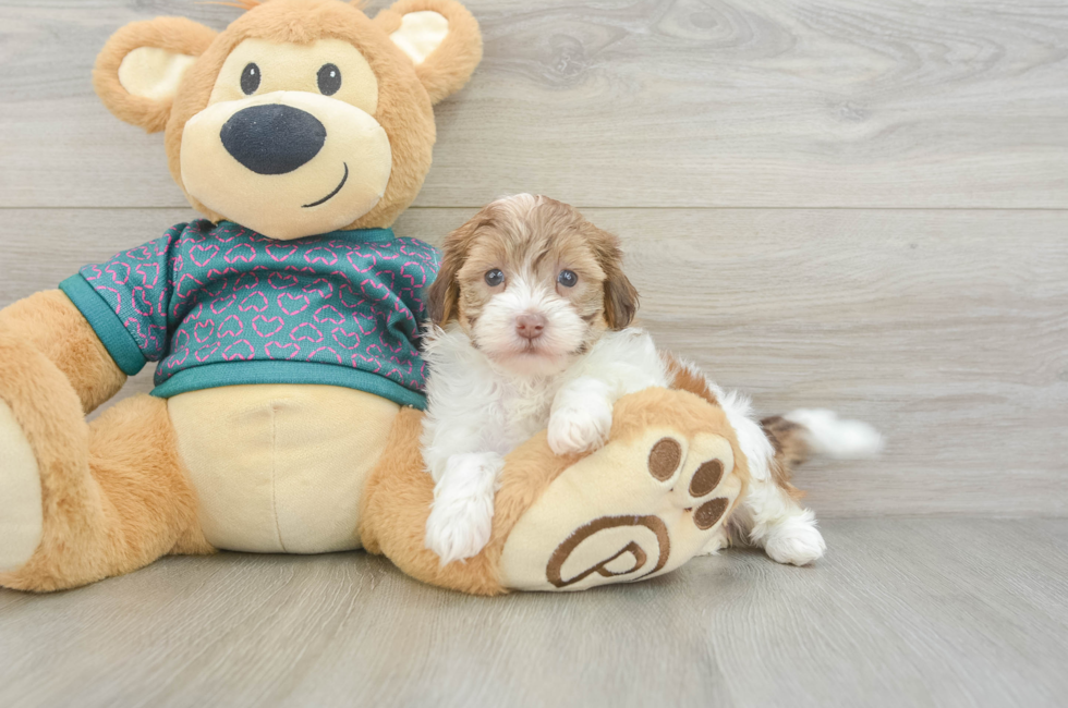 5 week old Shih Poo Puppy For Sale - Florida Fur Babies